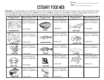 estuary food web