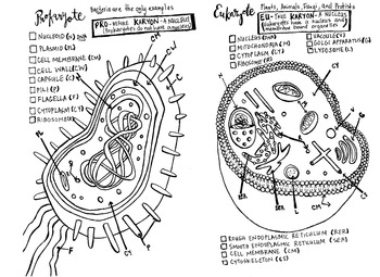 Preview of Eukaryote versus Prokaryote coloring sheet