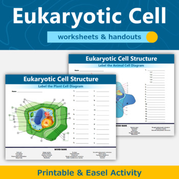 Preview of Eukaryotic Cell Diagram Worksheet and Handout 
