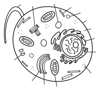 Eukaryotic Cell Diagrams by The Digital Depot | TPT