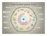 Eukaryotic Cell Interactive PowerPoint