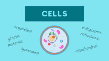 Preview of Eukaryotic Cell Presentation