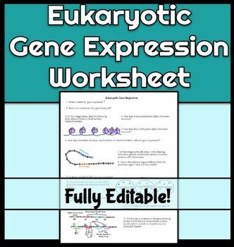 Preview of Eukaryotic Gene Expression (Gene Regulation) Worksheet (AP biology Unit 6)