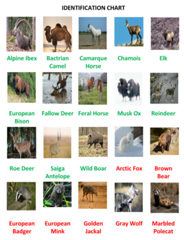 European Animals Photo Safari by Ah - Ha Lessons | TPT