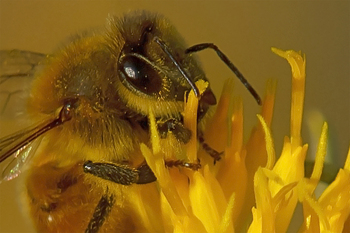 Preview of European Honey Bee (Apis mellifera) close-up Powerpoint photograph