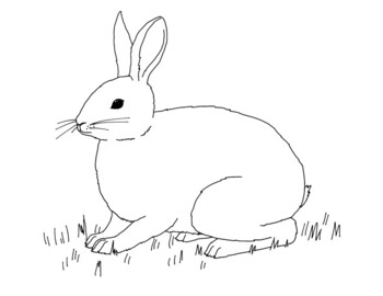 european rabbit coloring pagemama draw it  teachers