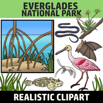 Preview of Everglades National Park Clipart - Plants and Animals of the National Parks