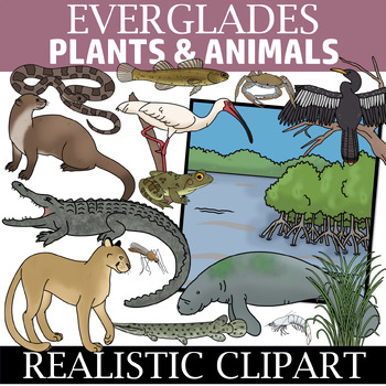 Preview of Everglades Clipart -  Everglades Ecosystem Clip Art