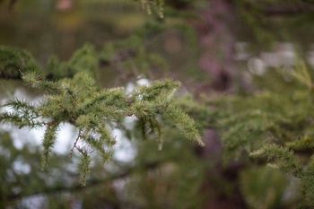 Preview of Stock Photo: Evergreen Branch