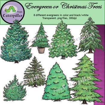 Preview of Evergreen Trees or Christmas Trees