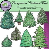 Evergreen Trees or Christmas Trees