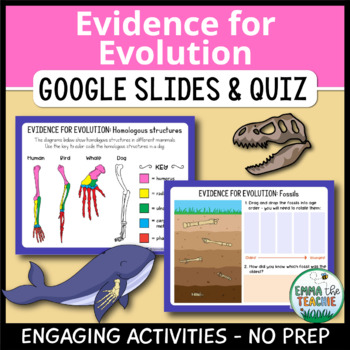 Preview of Evidence of Evolution Activities and Quiz DIGITAL - Types of Evidence