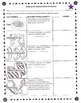 Evidence for Evolution Worksheet by Biology Buff | TpT