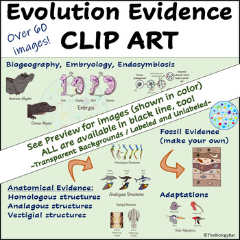 Preview of Evidence of Evolution Clip Art