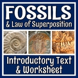 Evidence of Evolution Fossils Article Reading and Workshee