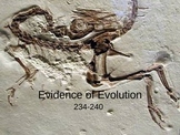 Evidence of Evolution PowerPoint Presentation