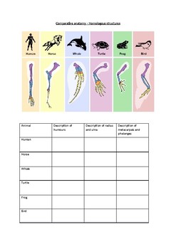 Comparative Anatomy Worksheet Answers