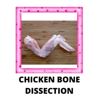 Preview of Evolution Dissection of a Chicken Wing STEM