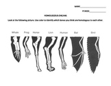 Evolution: Homologous Organs Worksheet