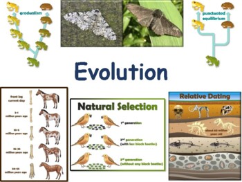 Preview of Evolution Lesson - classroom unit, study guide, state exam prep 2023-2024