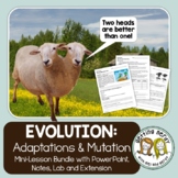 Adaptations, Mutations and Natural Selection - Evolution PowerPoint and Handouts