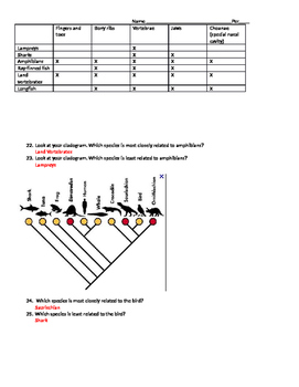 Evolution Review Worksheet by Erin Frankson | Teachers Pay Teachers