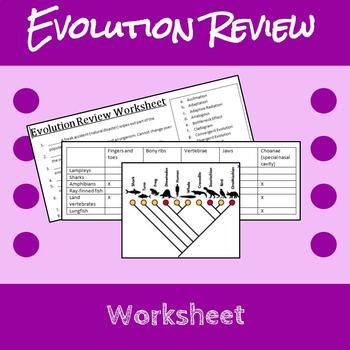 Preview of Evolution Review Worksheet