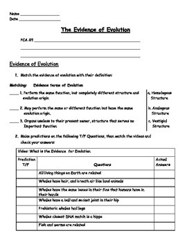 Preview of Evolution - The Evidence of Evolution Worksheet