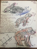 Evolution Unit Final Project: Adaptations and Cladograms Poster