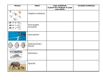 Evolution Vocabulary worksheet foldable quiz assessment by Dr Rex