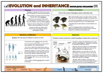 Preview of Evolution and Inheritance Knowledge Organizer!