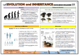 Evolution and Inheritance Knowledge Organizer!