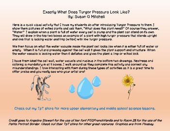 Preview of Exactly What Does Turgor Pressure Look Like?