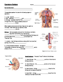 Preview of Excretory Open Notes and KEY