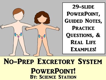 Preview of Excretory System