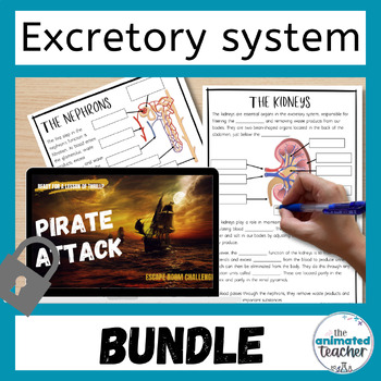 Preview of Excretory System Activity Bundle Middle School