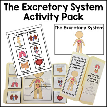 Preview of Excretory System Activity Pack Bundle Human Body Activities Human Body Systems