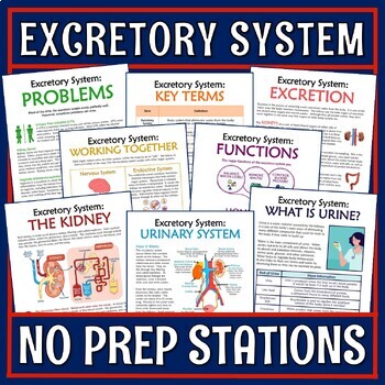 Preview of Excretory System Activity Urinary System Stations PRINT and DIGITAL