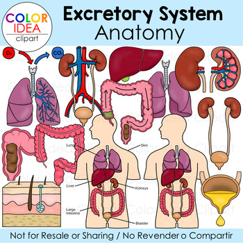 Preview of Excretory System - Anatomy