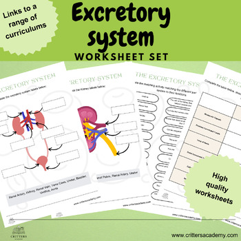 Preview of Excretory System biology activities worksheet label compare match
