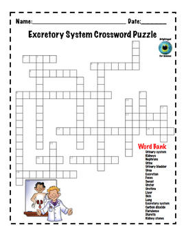 Excretory System Crossword Puzzle by Brighteyed for Science | TpT