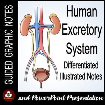 excretory system notes