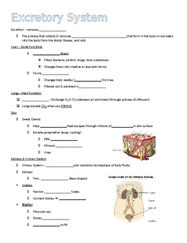 Preview of Excretory System Guided Notes