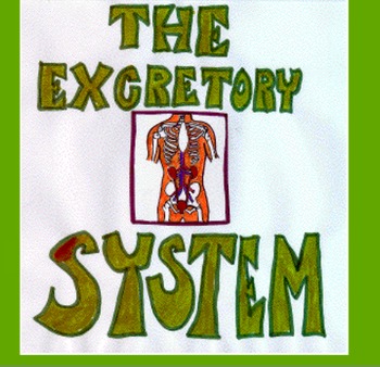 Preview of Excretory System Kidneys and Liver