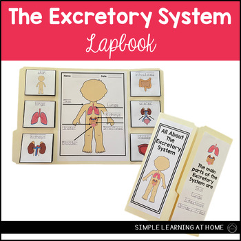Preview of Excretory System Lapbook Human Body Activities Human Body Systems
