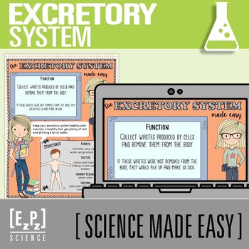 Preview of Excretory System PowerPoint and Notes