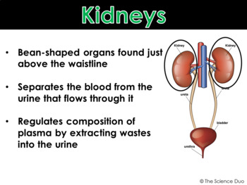 Excretory System - PowerPoint and Notes by The Science Duo | TPT