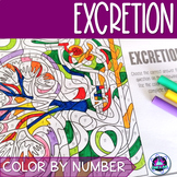Excretory System Review Activity | Color by Number