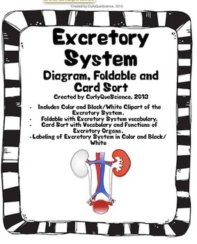 Preview of Excretory System Sort, Fold, Diagram and Clipart