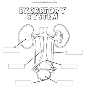 Excretory System Sort, Fold, Diagram and Clipart by Curly Que Science